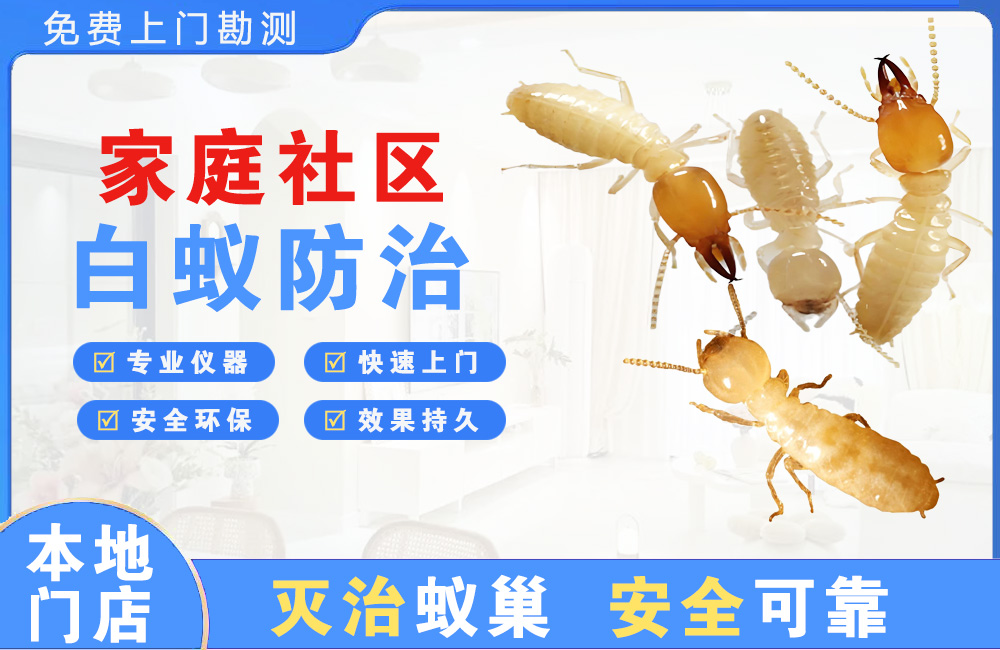 衢州家庭社区白蚁防治