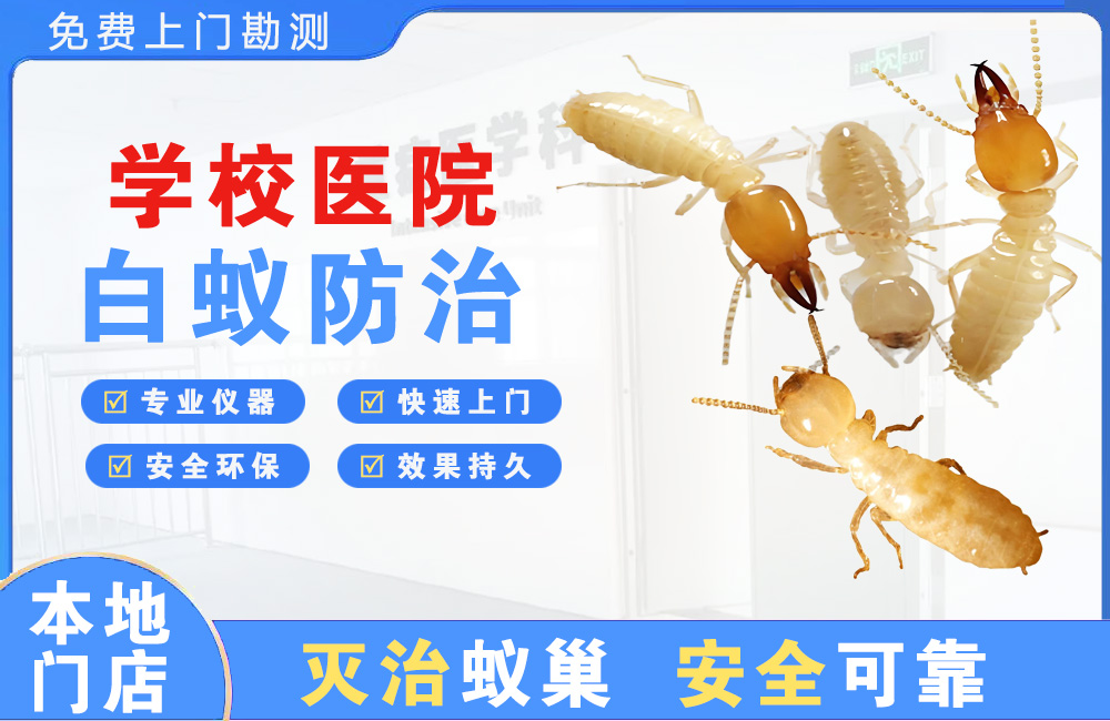 衢州学校医院白蚁防治
