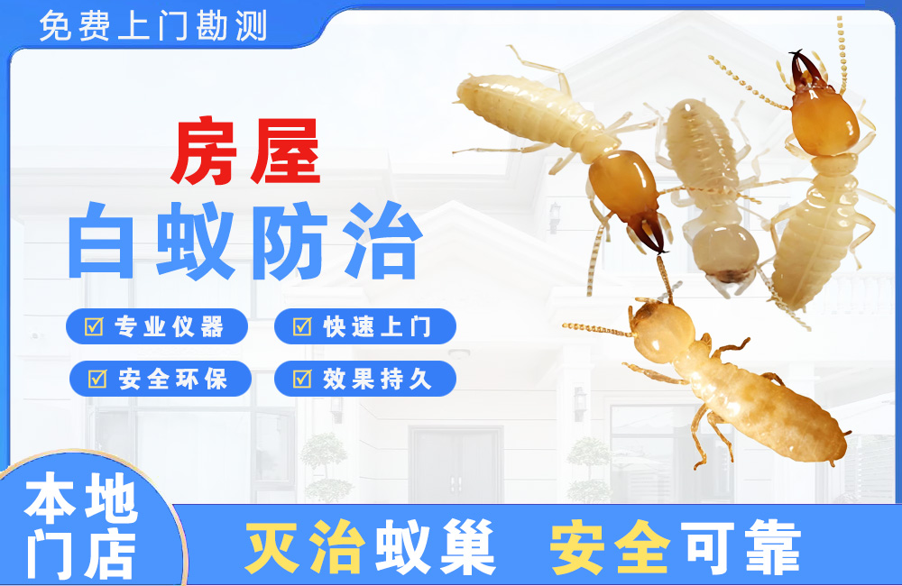衢州房屋白蚁防治